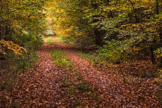 Many leaves lie on an autumn forest path in October in Germany
