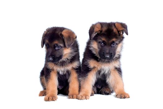 Two German shepherd puppies isolated on white background