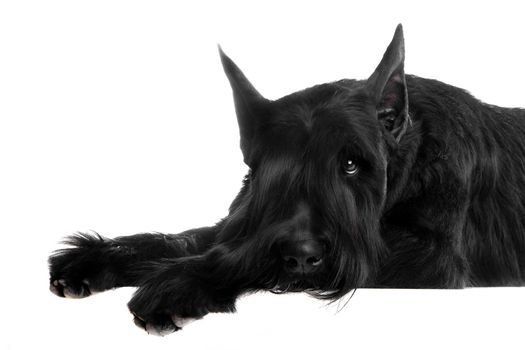 Giant black schnauzer, Riesenschnauzer, on a white background