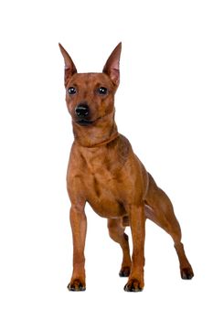 Dwarfish pinscher costs. Isolation on the white background