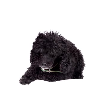 Black poodle dog isolated on white background