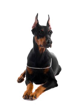 Portrait of black doberman isolated on white background