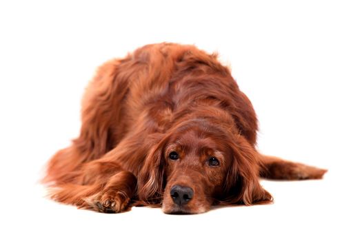 Beautyfull Irish Red Setter isolated on white background