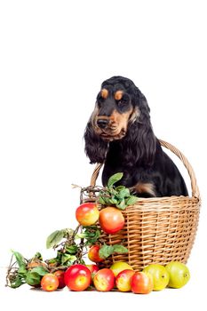 Portrait of a purebred english cocker spaniel isolated of a white background