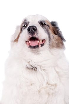 Mixed breed dog isolated on white background