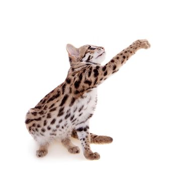 Asian leopard cat, Prionailurus bengalensis, isolated on white