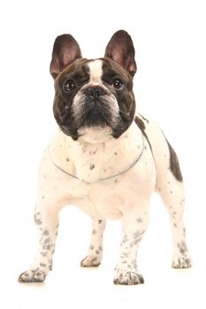 French Bulldog, 3 year, isolated on white background