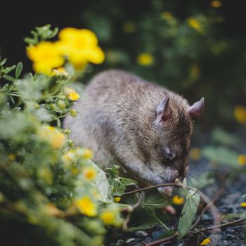 Giant african pouched rat or crycetomys gambianus in a garden with pansies