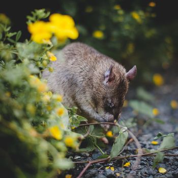 Giant african pouched rat or crycetomys gambianus in a garden with pansies