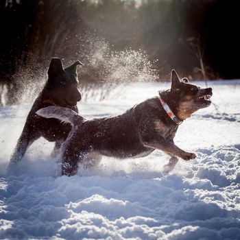 Australian Cattle Dog with east-european shepherd dog playing on the winter field