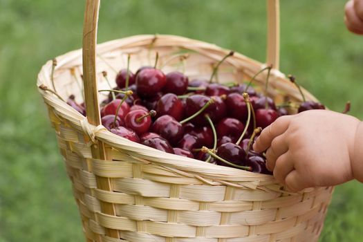Organic red cherries in hands of child in the garden