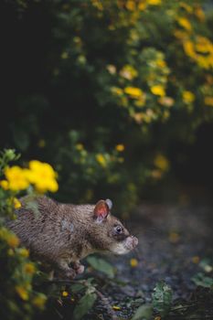 Giant african pouched rat or crycetomys gambianus in a garden with pansies