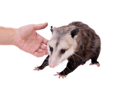 The Virginia or North American opossum, Didelphis virginiana, isolated on white background