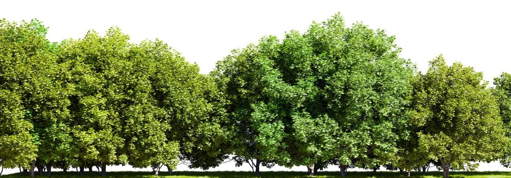 Row of trees isolated on white background. 3D rendering illustration.