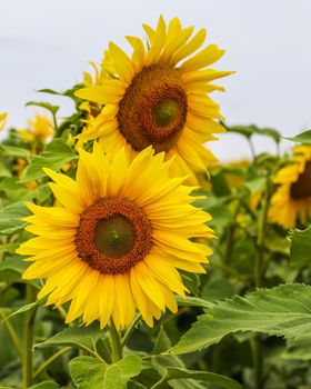 Yellow sunflower in an abundance plantation field in summer. High quality photo