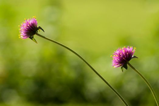 Twin Gomphrena flower in garden