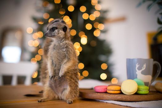 The meerkat or suricate cubs, Suricata suricatta, in decorated room with Christmass tree. New Years celebration.