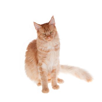 Red Maine Coon cat isolated on white background