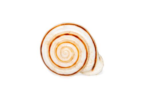 Theba is a taxonomic genus of air-breathing land snails, medium-sized pulmonate gastropod mollusks in the family Helicidae, the true snails. Undersea Animals. Sea Shells.