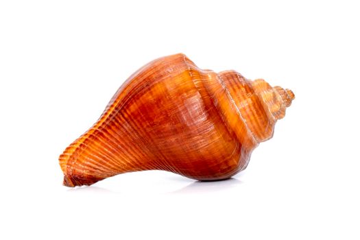 Image of pugilina cochlidium (Spiral melongena) on a white background. Red Sea Snail. Undersea Animals. Sea Shells.