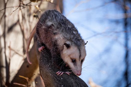 The Virginia or North American opossum, Didelphis virginiana, in autumn park