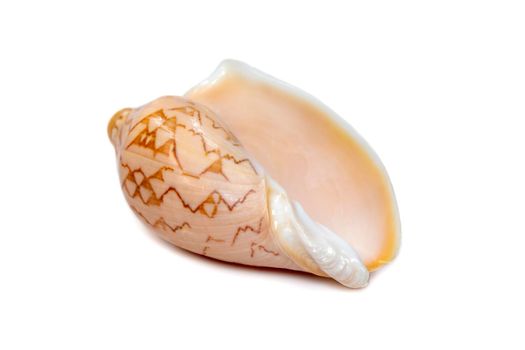 Image of cymbiola nobilis sea shell is a marine gastropod mollusk in the family Volutidae isolated on white background. Undersea Animals.