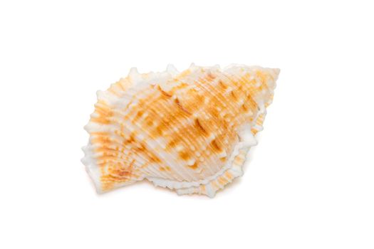 Image of bufonaria rana sea shell is a species of sea snail, a marine gastropod mollusk in the family Bursidae, the frog shells isolated on white background. Undersea Animals. Sea Shells.