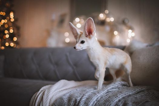 Pretty Fennec fox cub on brown backgorund with flowers