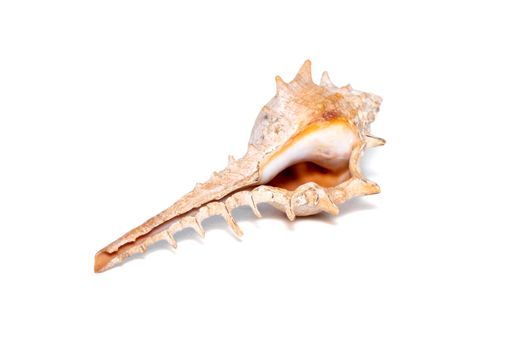 Image of thorn conch shell (murex trapa) on a white background. Undersea Animals. Sea shells.