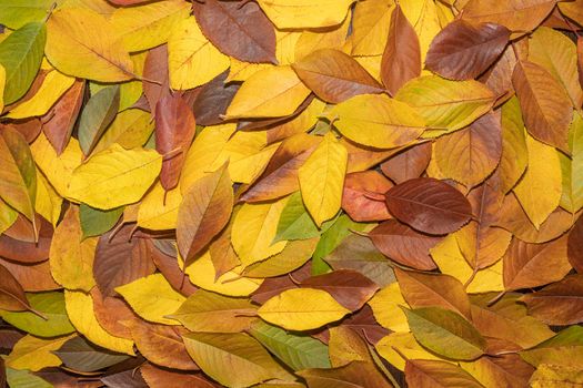 yellow autumn leaves close up as background. High quality photo