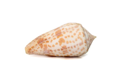 Image of conus tessulatus, common name the tessellated cone, is a species of sea snail, a marine gastropod mollusk in the family Conidae. Undersea Animals. Sea Shells.