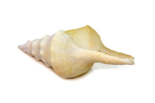 images of white conch shell isolated on white background. Undersea Animals. Sea Shells.