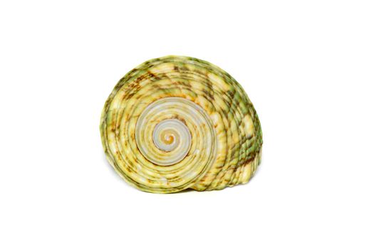 Image of green turbo sea shell on a white background. Undersea Animals. Sea shells.