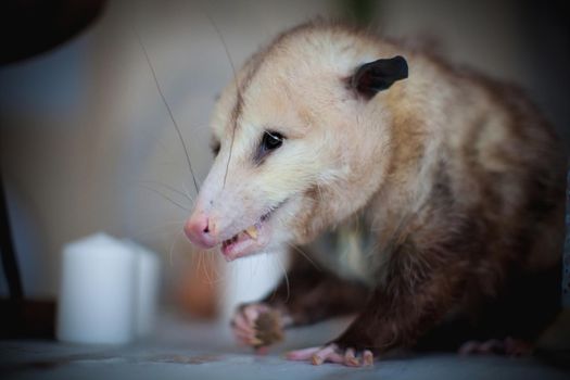 The Virginia or North American opossum, Didelphis virginiana, on a table