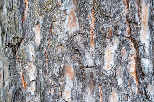 the texture of pine bark in close-up as a background. High quality photo