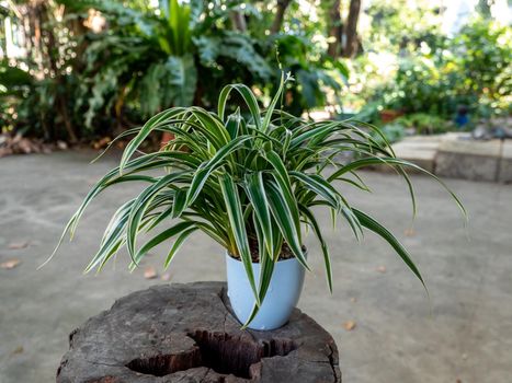 The Spider Plant in small pots to decorate the garden