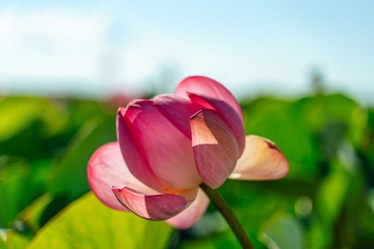 A pink lotus flower sways in the wind. Against the background of their green leaves. Lotus field on the lake in natural environment