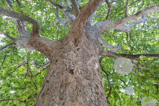 green crown of a sycamore tree view from below. High quality photo