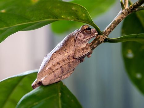 Brown Tree Frog on the small branch of Cape Jasmine