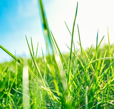 Earth landscape, growth and natural environment concept - Fresh grass and sunny blue sky on a green field at sunrise, nature of countryside