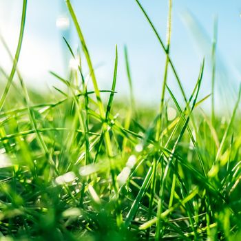 Earth landscape, growth and natural environment concept - Fresh grass and sunny blue sky on a green field at sunrise, nature of countryside