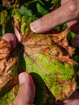 Vine grape leaves with chlorosis. Diseases of vine grapes. Chlorosis of leaves.