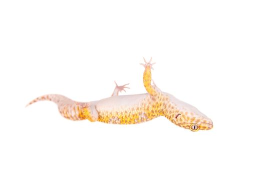 Tangerine Tremper Leopard Gecko on a white background