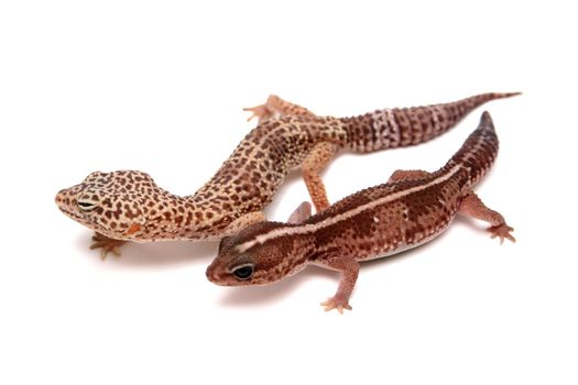 Leopard gecko, Eublepharis macularius, isolated on white background