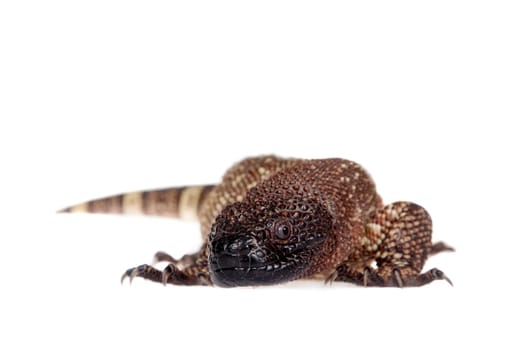 Venomous Beaded lizard, Heloderma horridum, isolated on white background