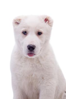 Portrait of a white middle-Asian Shepherd, puppy, isolated on white