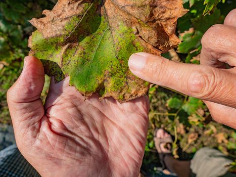 Dry leaves of a young grape seedling. Diseases of the vineyard, farmer troubles