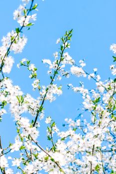 Floral beauty, dream garden and natural scenery concept - Cherry tree blossom and blue sky, white flowers as nature background