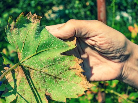 The reverse side of a vine leaf damaged by a white greenfly or spider mite.