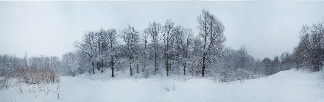 Scenic Winter Landscape Panorama of Cold Russian Forest.
